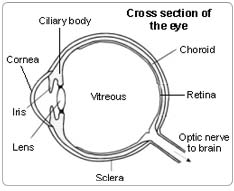 Best Lasik Surgeon India, Best Lasik Hospital Delhi India, Best Lasik Surgeon Hospital Mumbai Delhi, Best Lasik Surgeon Goa, Best Lasik Surgeon Kerala,Best Lasik Surgeon Hyderabad India, Best Lasik Surgeon Hospital Chennai India
